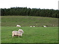 NY8581 : Pastures and woodland near Redesmouth by Mike Quinn
