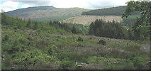 SH7425 : Clear fell forest in Cwm Afon Wen with Rhobell Fawr in the background by Eric Jones