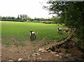 Inquisitive lambs