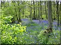 Bluebells in Ashby Gorse