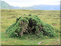 Gorse bush shaped by the wind