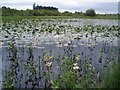 Water Lilies on small Lochan, Kinnordy