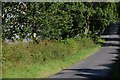 The Quarry Road near Banbridge