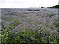 Sea of Borage