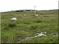 Grazing land near Garrabost