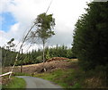 Log pile in clear fell area