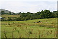 Horses on rough pasture