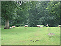 Sheep grazing near Beavan