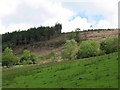 Clear fell in the Hafod Fraith private woodlands