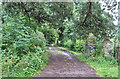 Driveway to Great Giles Farm