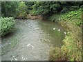 The River Rye from Butterwick Bridge