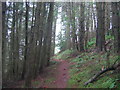 Fforest Coniferaidd ger Cnwch Coch/Coniferous Forest near Cnwch Coch