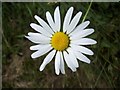 Ox-eye Daisy