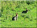 SU2282 : Rabbits, Hinton Parva combe by Brian Robert Marshall