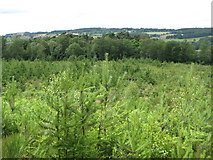 NY9661 : Re-planting in Dipton Wood by Mike Quinn