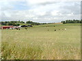 Grazing Field at Kirkburn, Lockerbie