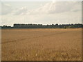 Barley field towards Ashby Decoy