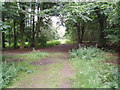 Cross Trails in Laughton Forest