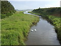 Inlet of the Ythan estuary