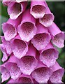 Foxglove near Blue Gables