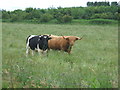 Cattle at Slamptonhill