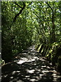 Lane near Penhallam