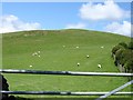 Pasture north of Cefn du uchaf