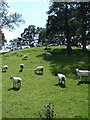 Sheep at Cefn du uchaf