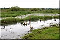 Flooded bog near Tanderagee