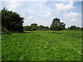 Pasture near Morton-on-Swale