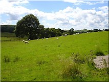 SJ1708 : Sheep grazing below Graig Wood by Penny Mayes
