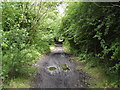 Path in Newshot Island Local Nature Reserve