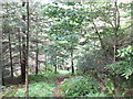 Footpath eastwards through the forest