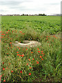 Poppies and manhole alongside Hunster Flat Lane