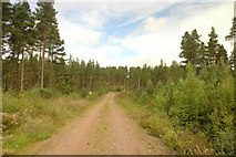 NH5441 : Forest track by Steven Brown