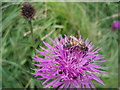 SX8470 : Bee on Knapweed by Gwen and James Anderson