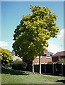 Repton Green - Robinia pseudoacacia