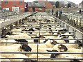 Welshpool  Livestock Market