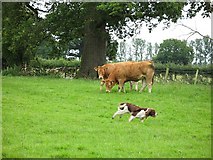 SO5270 : Limousin heifers by Richard Webb