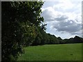 Oak trees in the Rough Wood Local Nature Reserve