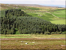 NY9049 : Moorland, plantation and pastures near Heatheryburn Farm by Mike Quinn