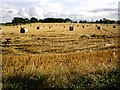 Freshly harvested wheat field