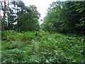 Overgrown Forest Track