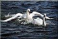 Swans at the Corbet Lough (2)