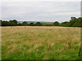 Field near Ninham Farm