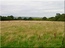 SZ5782 : Field near Ninham Farm by Simon Carey