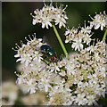 Cleren ar flodyn - A fly on a flower