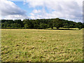 Pasture and Coed Caer Bedw