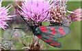 Six-Spot Burnet Zygaena filipendulae