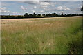 Field of barley near Todenham